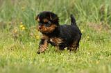 YORKSHIRE TERRIER 599